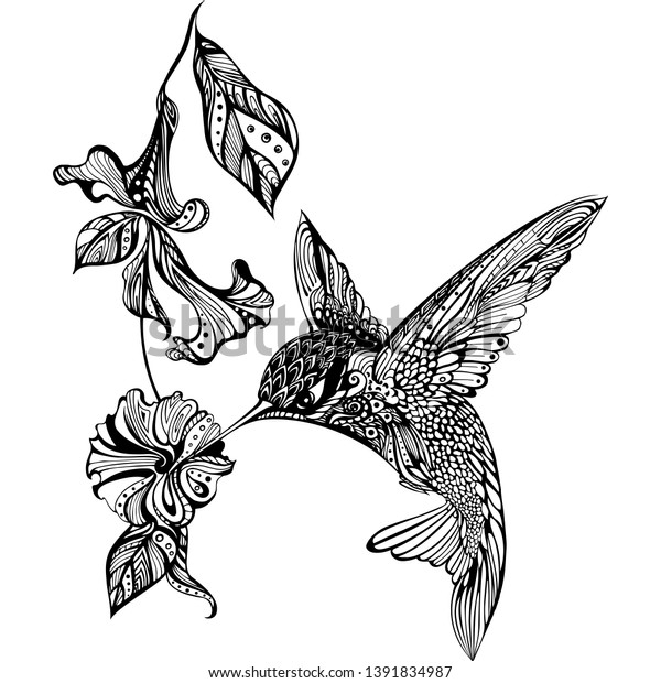 Hand Drawn Vector Illustrationhummingbird Flower Stock Vector (Royalty ...