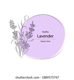 Hand drawn vector illustration,Lavender vector.Design for package.Vector floral background with hand-drawn Lavender flowers.