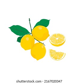 Hand drawn vector illustration,Lemon vector.Design for package.Vector fruit background with hand-drawn