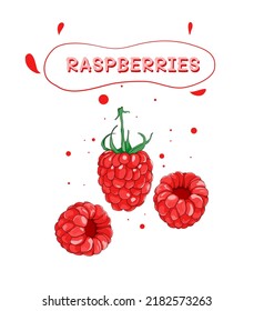Hand drawn vector illustration,Raspberries vector.Design for package.Vector fruit background with hand-drawn