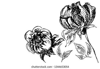 Hand Drawn Vector Illustrations Of Abstract Peony Flower Isolated on White. Hand Drawn Sketch of a Flower