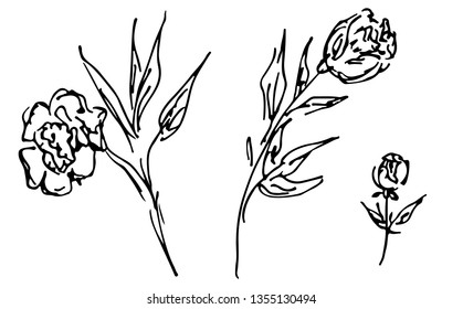 Hand Drawn Vector Illustrations Of Abstract Set Of Roses Flower Isolated on White. Hand Drawn Sketch of a Flower.