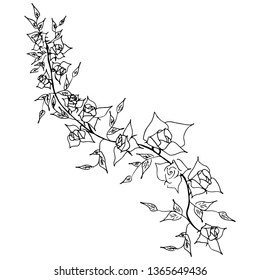 Hand Drawn Vector Illustrations Of Abstract Rose Flower Branch Isolated on White. Hand Drawn Sketch of a Flower
