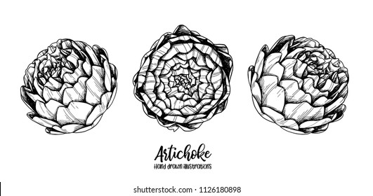 Hand drawn Vector illustrations - artichoke. Vegetable. Floral design elements isolated on white background. Perfect for invitations, cards, menu, posters etc.