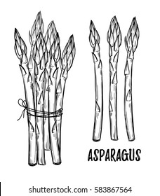 Hand drawn vector illustrations - asparagus collection. Design elements in sketch style. Perfect for posters, packing, restourant menu, brochures, flyers
