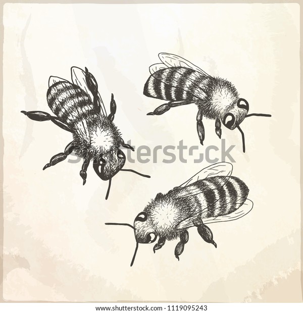 Hand Drawn Vector Illustrations Bees Isolated Stock Vector (Royalty ...