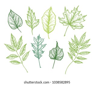 Hand drawn vector illustrations. Botanical clipart. Set of Green leaves, herbs and branches. Floral Design elements. Perfect for wedding invitations, greeting cards, blogs, posters and more