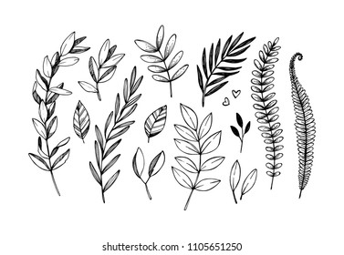 Hand drawn vector illustrations. Botanical branches of eucalyptus and fern. Floral design elements. Tattoo sketches. Perfect for weddng invitations, greeting cards, blogs, posters and more