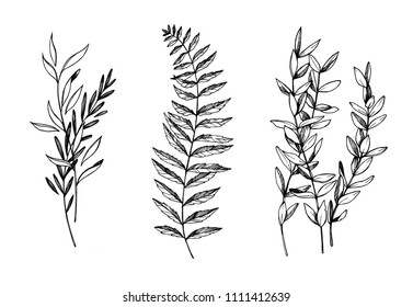 Hand drawn vector illustrations. Botanical branches of eucalyptus and fern. Floral design elements. Tattoo sketches. Perfect for weddng invitations, greeting cards, blogs, posters and more
