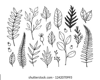 Hand drawn vector illustrations. Botanical branches of eucalyptus and fern. Floral design elements. Tattoo sketches. Perfect for weddng invitations, greeting cards, blogs, posters and more