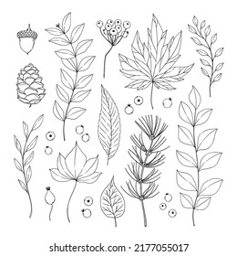 Hand drawn vector illustrations. Botanical forest branches and fall leaves, pine cone, acorn. Floral design elements. Linear Tattoo. Perfect for wedding invitations, greeting cards, blogs, posters 