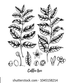 Hand drawn vector illustrations. Coffee tree and coffee beans. Herbal plant in sketch style. Perfect for restaurant labels, invitations, cards, leaflets, menu etc