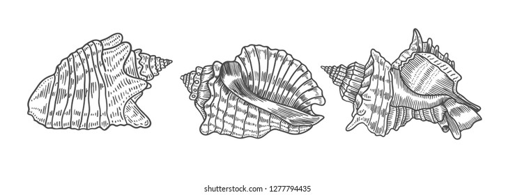 Hand drawn vector illustrations - collection of seashells. Marine set. Perfect for invitations, greeting cards, posters, prints, banners, flyers etc