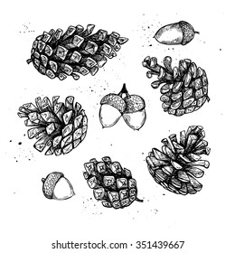 Hand drawn vector illustrations. Collection of pine cones. Forest vintage elements