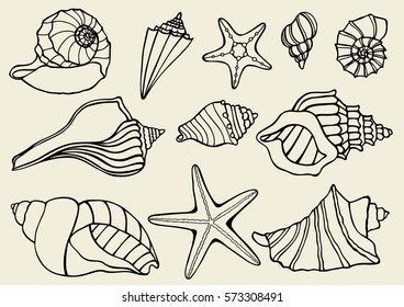 Hand drawn vector illustrations - collection of seashells. Marine set. Perfect for invitations, greeting cards, posters, prints, banners, flyers etc