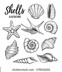 Hand drawn vector illustrations - collection of seashells.  Marine set. Perfect for invitations, greeting cards, posters, prints, banners, flyers 