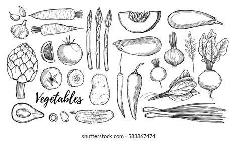 Hand drawn vector illustrations - collection of vegetables (carrots, garlic, tomatoes, asparagus, spinach). Design elements in sketch style. Perfect for packing, restourant menu, brochures, flyers