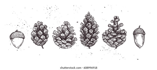 Hand drawn vector illustrations. Collection of winter pine cones and acorns. Forest vintage elements. 