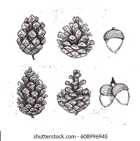 Hand drawn vector illustrations. Collection of pine cones and acorns. Forest vintage elements. 