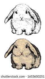 Hand drawn vector illustrations. Contour and color drawing set. Cute little rabbit. Bunny elements for Easter or childish design, cards, prints, posters. Vintage, engraving, sketches, realistic style.