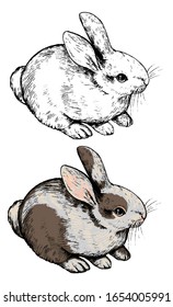 Hand drawn vector illustrations. Contour and color drawing set. Cute little rabbit. Bunny elements for Easter or childish design, cards, prints, posters. Vintage, engraving, sketches, realistic style.