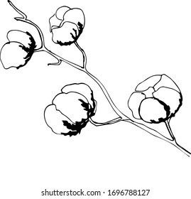 Hand drawn vector illustrations cotton in sketch style vintage organic vector soft nature eco flower branch bio ball botanical fluffy symbol cloth, material softness botany floral