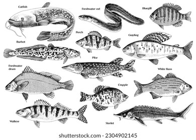 Hand drawn vector illustrations of different fish