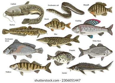 Hand drawn vector illustrations of different fish