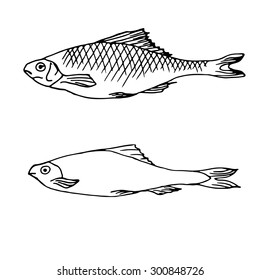 Hand Drawn Vector Illustrations of Fish. Vector illustration with sketch line art fishes. Fishes vector. fish in engraving sketch hand drawing style for design