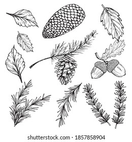 Hand drawn vector illustrations - Forest Autumn Winter collection. Spruce branches, acorns, pine cones, fall leaves. Design elements for invitations, greeting cards, quotes, blogs, posters, prints