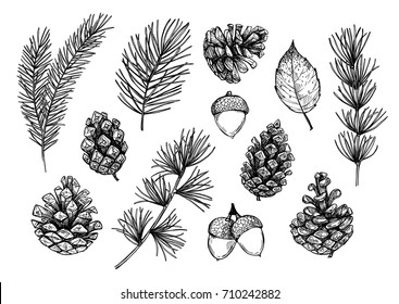 Hand drawn vector illustrations - Forest Autumn (Winter) collection. Spruce branches, acorns, pine cones, fall leaves. Design elements for invitations, greeting cards, quotes, blogs, posters, prints  - Shutterstock ID 710242882