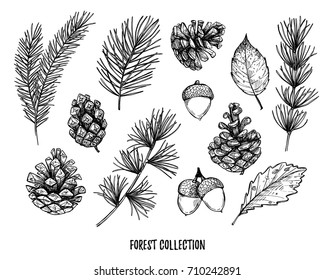 Hand drawn vector illustrations - Forest Autumn collection. Spruce branches, acorns, pine cones, fall leaves. Design elements for invitations, greeting cards, quotes, blogs, posters, prints 