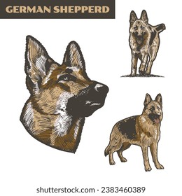 A hand drawn vector illustrations of a German Shepherd. German Shepherd dog vector illustrations. German Shepherd drawings.