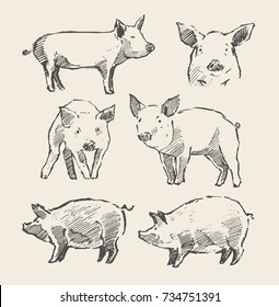 Hand drawn vector illustrations of little piglets