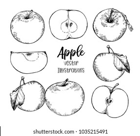 Hand drawn vector Illustrations - organic apples in sketch style. Perfect for packing, labels, prints, posters etc