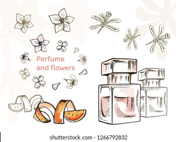 Hand drawn vector illustrations - perfume bottle and flowers. Vector design elements.