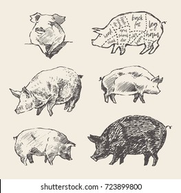 Hand drawn vector illustrations of pigs, Mangalica. Scheme of pork cuts. Design elements for restaurant menu