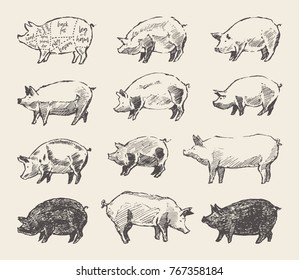 Hand drawn vector illustrations of pigs, Mangalica. Scheme of pork cuts. Design elements for restaurant menu