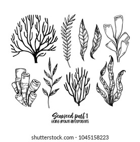 Hand drawn vector illustrations. Seaweed. Herbal plants in sketch style. Perfect for labels, invitations, cards, leaflets, prints etc