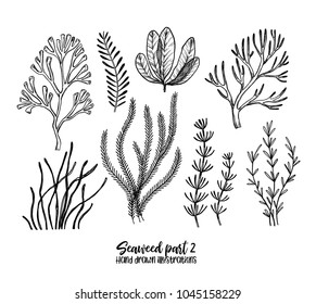 Hand drawn vector illustrations. Seaweed. Herbal plants in sketch style. Perfect for labels, invitations, cards, leaflets, prints etc