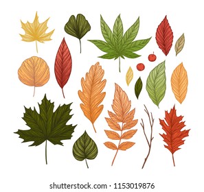 Hand drawn vector illustrations. Set of fall leaves. Forest design elements. Hello Autumn!