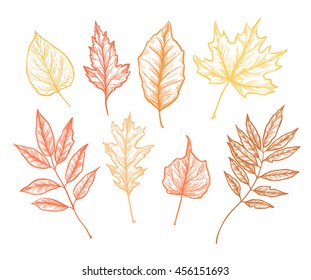 Hand drawn vector illustrations. Set of fall leaves. Forest design elements. Autumn