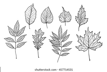 Hand Drawn Vector Illustrations. Set Of Fall Leaves. Forest Design Elements. Hello Autumn!