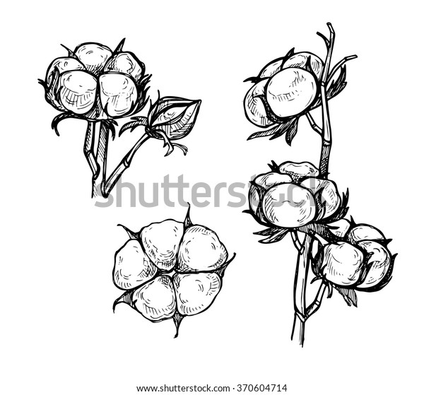 Hand Drawn Vector Illustrations Set Cotton Stock Vector (Royalty Free ...