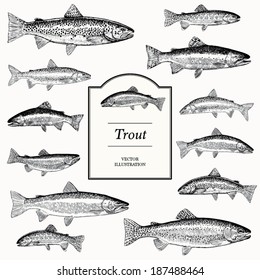 Hand Drawn Vector Illustrations of Trout (Brook, Lake, Bull, Golden, Brown and Rainbow)