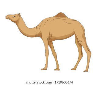 Hand drawn vector image of Camel on white background. Isolate the image from background and use for children alphabet kearning book. Alphabet C learning picture. 