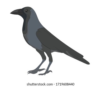 Hand drawn vector image of Crow on white background. Isolate the image from background and use for children alphabet kearning book. Alphabet C learning picture. 