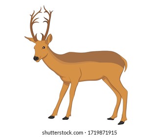 Imagen vectorial dibujada a mano de ciervo sobre fondo blanco. Aísle la imagen del fondo y utilice el libro de kearning del alfabeto infantil. Imagen de aprendizaje Alphabet D. 