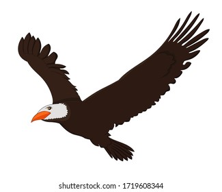 Hand drawn vector image of flying Eagle bird on white background. Isolate the image from background and use for children alphabet kearning book. Alphabet E learning picture. 