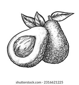 Hand drawn vector image of sliced avocado fruit. Sketch of alligator pear. Image of healthy and organic food or salad ingredient. Vegan and vegetarian meal. Agriculture and farming, gourmet, culinary